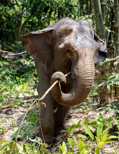Fanny Clauzel - elephant - thailande